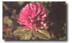 red clover