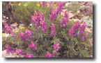 sweet vetch