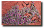 thistle milk vetch